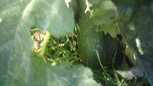 Замер и срезка кабачка за 30 см сорта "Цукеша"