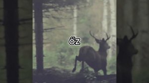 ABCs of Hungary: Венгерский алфавит для детей!