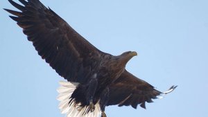 Красная книга животные 2025