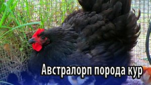 Австралорп - продуктивная порода домашних кур