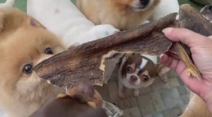 Все с удовольствием похрустели рубцом.