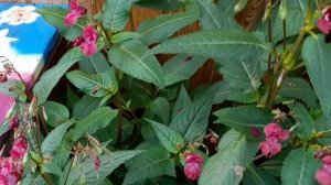 20250907_152702_001 На даче отцветают бальзамины