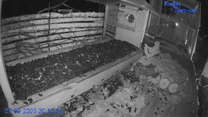 🔴24/7 Кормушка в лесу онлайн "Кафе Лесное" #Relaxing #природа #звуки леса #сентябрь