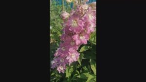 8 июня. Цветочки и т.д.