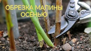 КОГДА И КАК ОБРЕЗАТЬ МАЛИНУ ОСЕНЬЮ