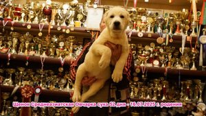 Щенки Среднеазиатская овчарка, алабай 16.07.2025 г.р., 26.05.2025 г.р. и другие подростки.