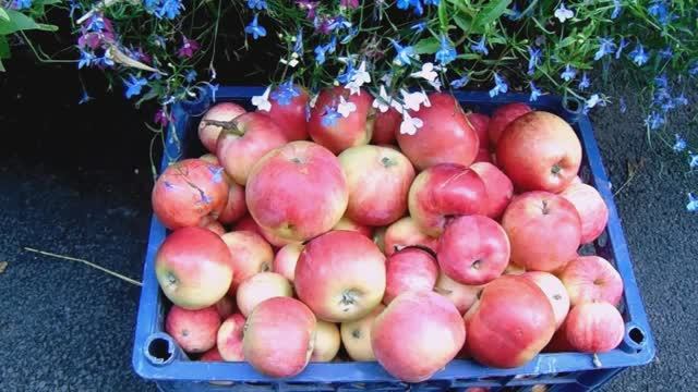 Сидр - Яблочное Домашнее Вино без Дрожжей и Воды. Простой Рецепт С Гидрозатвором.  Первый Этап. смотреть онлайн