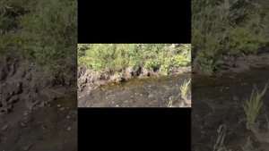 "Новые горизонты юных экологов Клуба юннатов Движения Первых Кувандыкского муниципального округа"