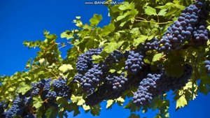 КАК ПОНЯТЬ ЗРЕЛЫЙ ПАСТОР ПРОРОК АПОСТОЛ ПЕРЕД ВАМИ ИЛИ НЕЗРЕЛЫЙ, КОТОРЫЙ МОЖЕТ ЗАБЛУЖДАТЬСЯ?! 3часть