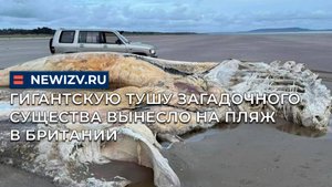 Гигантскую тушу загадочного существа вынесло на пляж в Британии