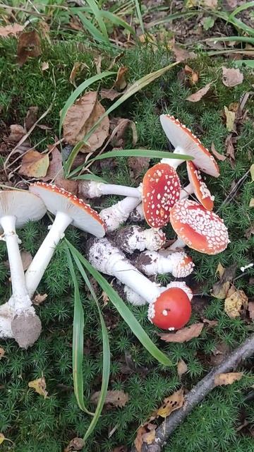 Мухоморный день. смотреть онлайн