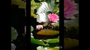 Животный мир ботанического сада в Симферополе