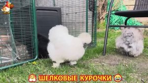 Шелковые курочки пушистые шарики ❣️🤗😂 (14)