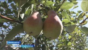 На Ставрополье собирают урожай груш