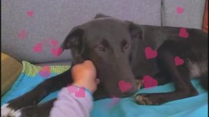 "Влюбились по фото и забрали" Привет из дома от Балу!💗🏡 ❥ Приют в Малинках