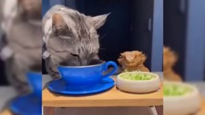 Увлекательных сновидений, Страна!