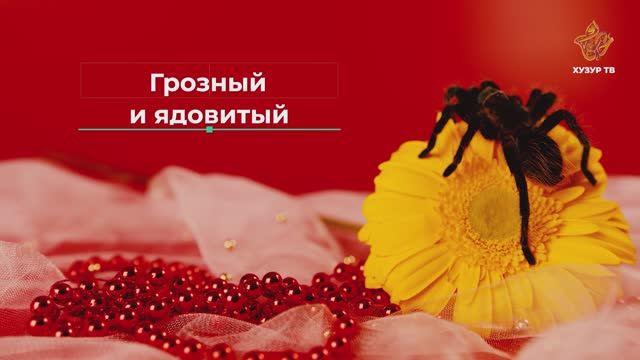 Грозный и ядовитый | Чудеса сотворения. Мир насекомых