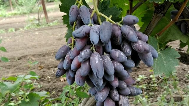 Флагман смотреть онлайн