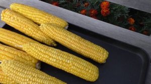 Урожай КУКУРУЗЫ