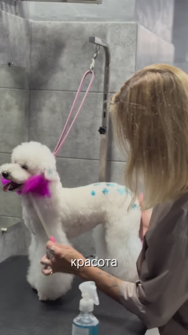 Дарья Воронина: Как правильно сушить собаку?