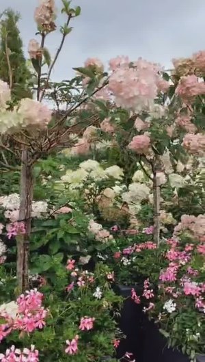 Санкт Петербург. Летний парк, исчезающий каждый год.