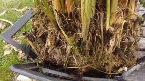 Жизнь в деревне Биоплато Рогоз Деление корневой системы