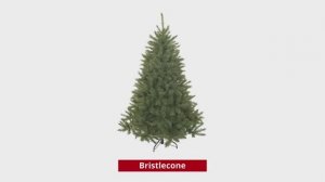 Triumph Tree Bristlecone (Hook on) - пихта Прелестная