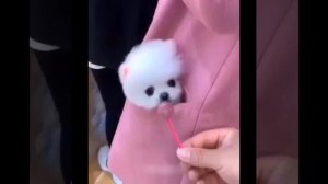 Видео от МЯУтаверс – как метавселенная, но с котами