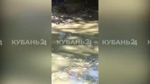 В Горячем Ключе начали проверку после гибели рыбы в осушенном озере