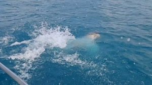 ПЛАВАНИЕ В ОТКРЫТОМ МОРЕ. ЯРОСЛАВ ГРЕБЕЛЬНЫЙ И СЁСТРЫ РЯБОВЫ