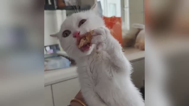 СМЕШНО ДО СЛЕЗ Приколы_с_котами и кошками!Смешные_коты!_Самые_смешные_животные!