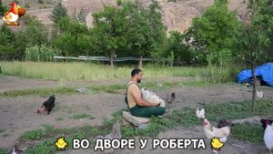 Содержание кур в домашних условиях и других птиц во дворе у Роберта 🐣🐤🦆🐔🪿🦃 (214)