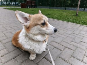 кисена-реальная трансляция