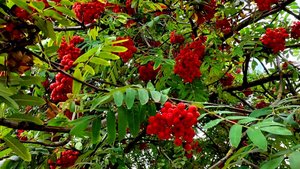 Орёл. Улицы Орла. Улица Панчука. NOVA PARK. Гроздья рябины.