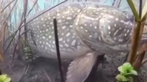 Видео от За Трофеем: Охота и Рыбалка