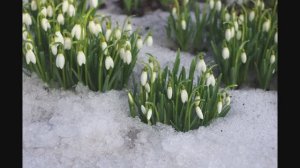 Подснежники! Стих Паниной Екатерины. Читает автор. Сочинение 2022 года.