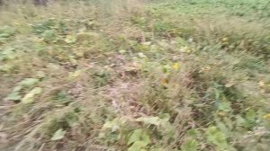 Мы календарь перевернём и снова тыквы соберём...