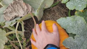 Зарисовка от 08.09.25