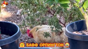 Куры Бафф Орпингтон ласковые золотые несушки❣️🤗😂 (129)