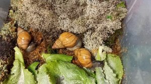 #живородящие_улитки_занзибарики 08/09/25 #ахатина_занзибарика