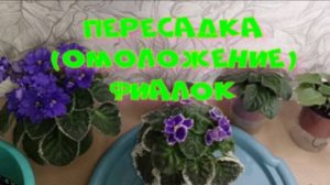 ПЕРЕСАДКА (омоложение) ФИАЛОК!
