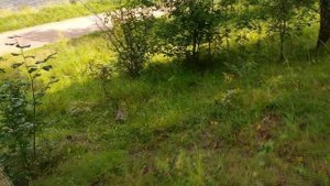 Лесная дорога для теста полного привода, прогулка по лесу.