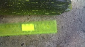 Замер свежесрезанного кабачка на открытой местности