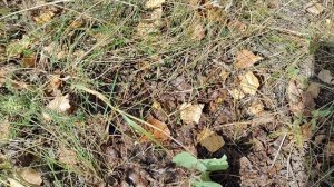 Посадили березку.Подписывайтесь на канал