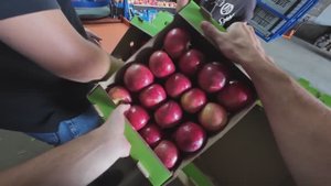 Димитриевские сады сбор урожая 2025