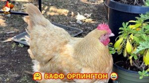 Куры Бафф Орпингтон ласковые золотые несушки❣️🤗😂 (128)