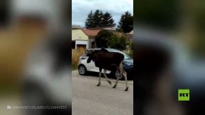 شاهد.. الموظ "إميل" يصبح نجما على مواقع التواصل الاجتماعي في أوروبا