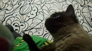 ❗ОСТОРОЖНО ОЧЕНЬ СМЕШНОЕ ВИДЕО❗