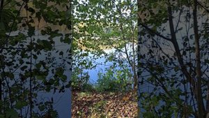 Гуляем по березнику