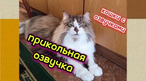 Кошки с озвучками. Юмор.